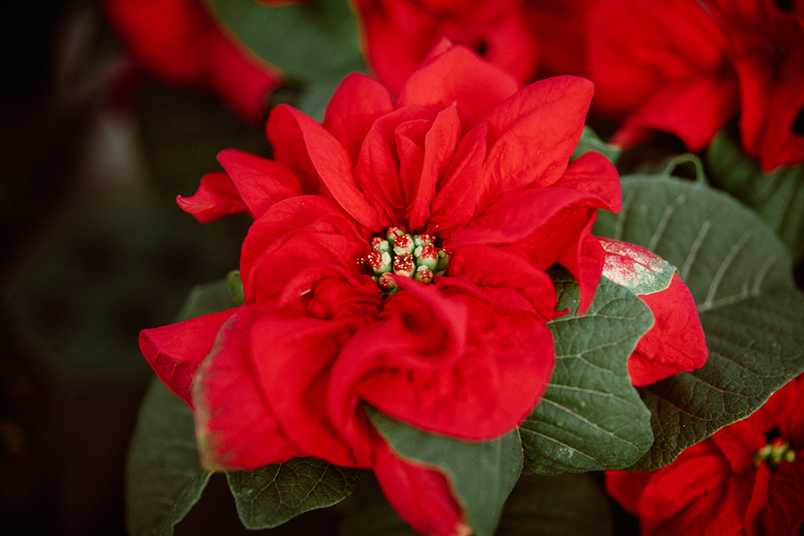 Winter Rose Poinsettia Windsor Greenhouse,Lovebirds